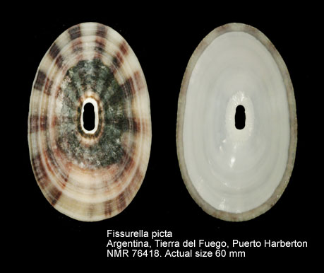Fissurella picta.jpg - Fissurella picta(Gmelin,1791)